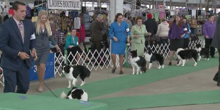 Winter Dog Show Kicked Off At Indiana State Fairgrounds – InkFreeNews.com