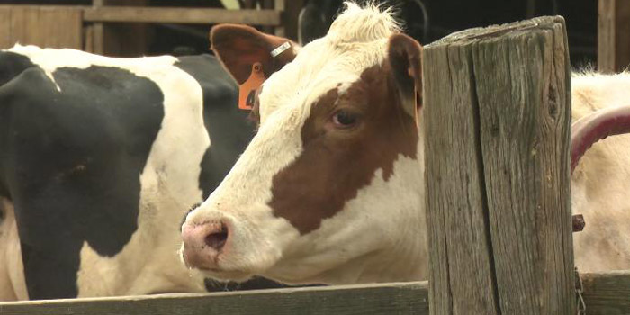 nearly-60-dairy-farms-close-in-indiana-this-year-inkfreenews