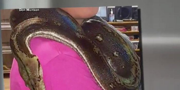 Indiana Woman Found Dead With Eight Foot Python Wrapped Around Neck