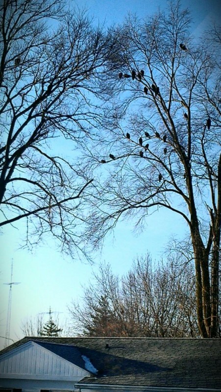 A reader provided this picture of the birds perched near her home on Gable Street.  (photo provided)