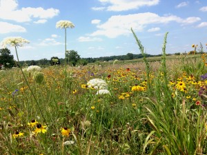 E Wildflowers Pumpkinvine rw