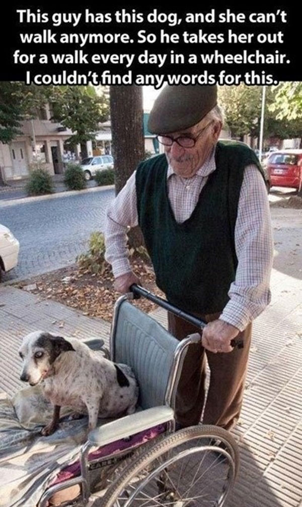 wheelchair dog