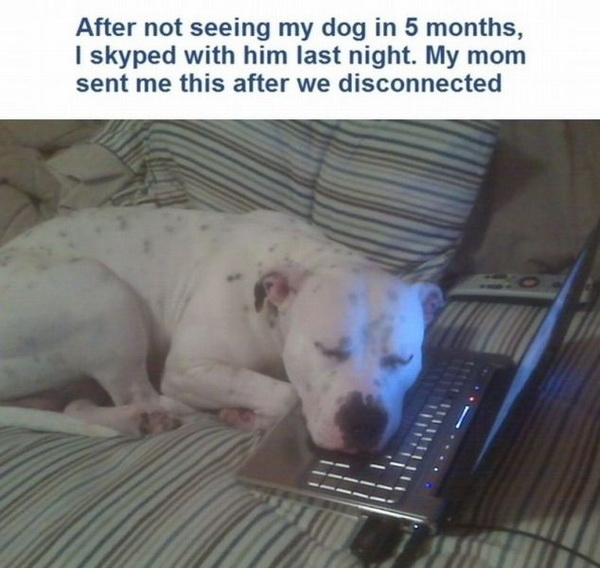 dog misses you skype