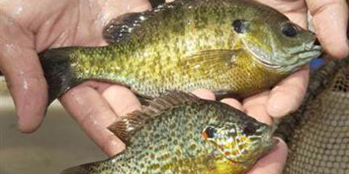 bluegill fish