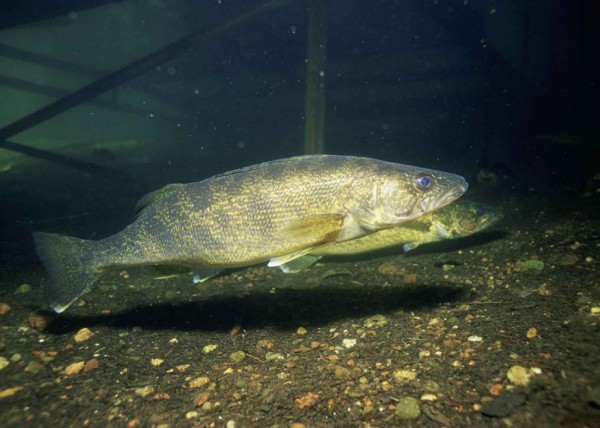 walleye fish