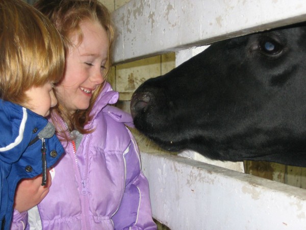 These two young girls enjoy getting a close up look of a calf during last years Taste of Ag. (Photo provided)