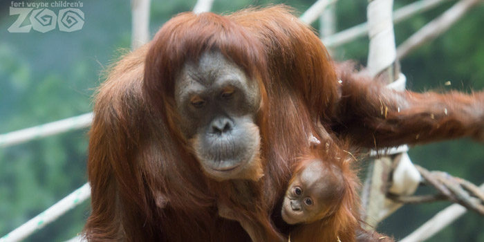 Fort Wayne Children's Zoo orangutan