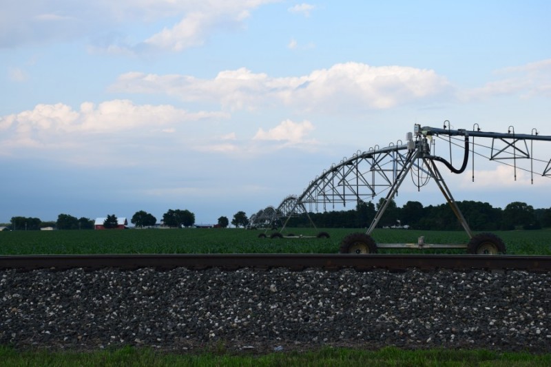 Leesburg Farm Corn Field