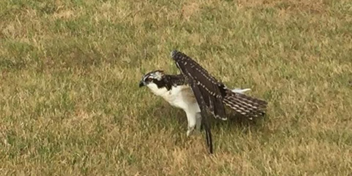 injured osprey