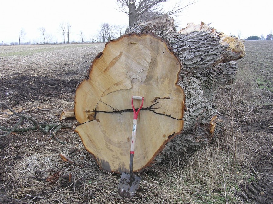 Remnants of bur oak tree near Clunette.