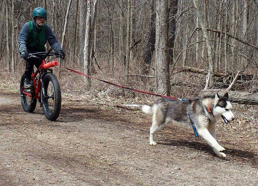 mushing-101-does-your-dog-have-what-it-takes-inkfreenews