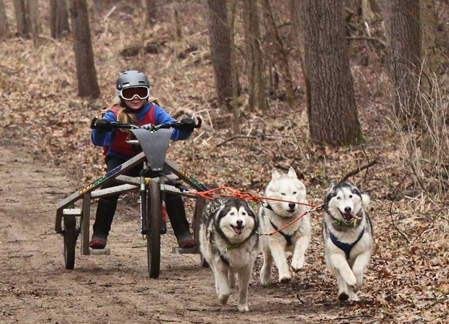 mushing-101-does-your-dog-have-what-it-takes-inkfreenews