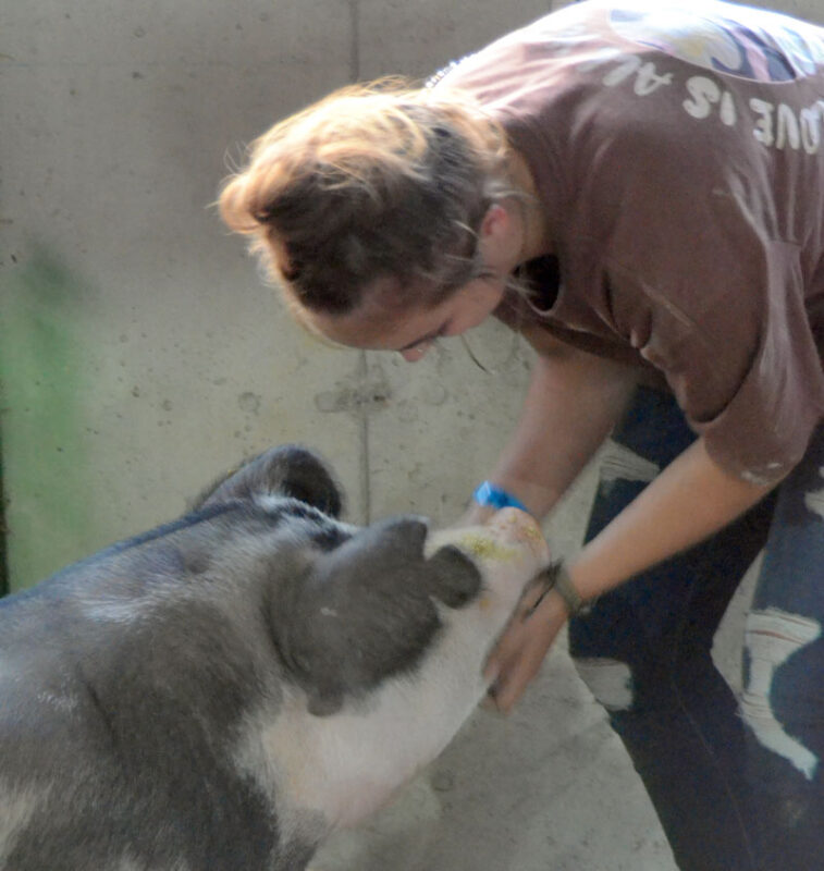 Beatrice a spot gilt loves her chin scratched by Jaida Conley